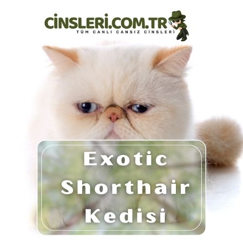 Exotic Shorthair Kedisi