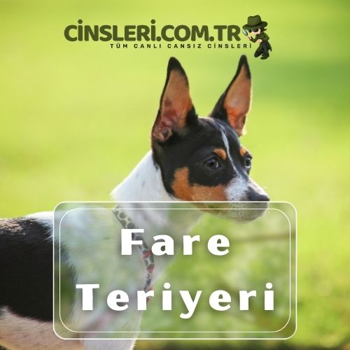 Fare Teriyeri