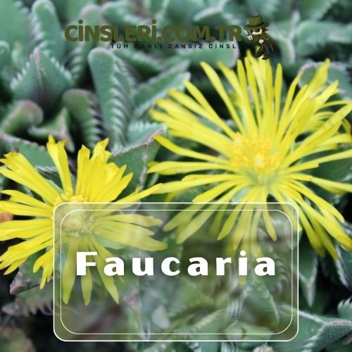 Faucaria