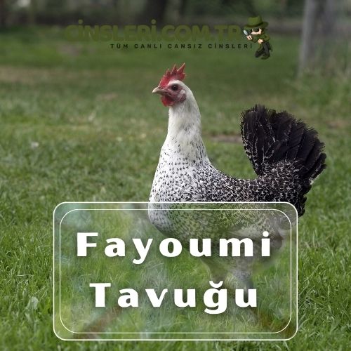 Fayoumi Tavuğu