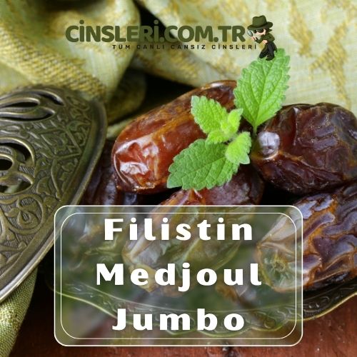 Filistin Medjoul Jumbo