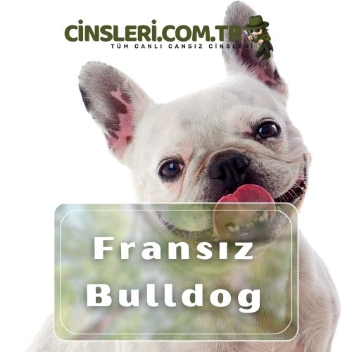 Fransız Bulldog