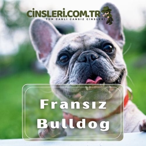 Fransız Bulldog