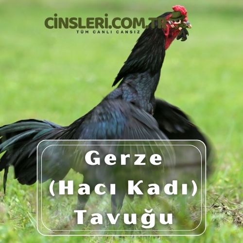 Gerze (Hacı Kadı) Tavuğu