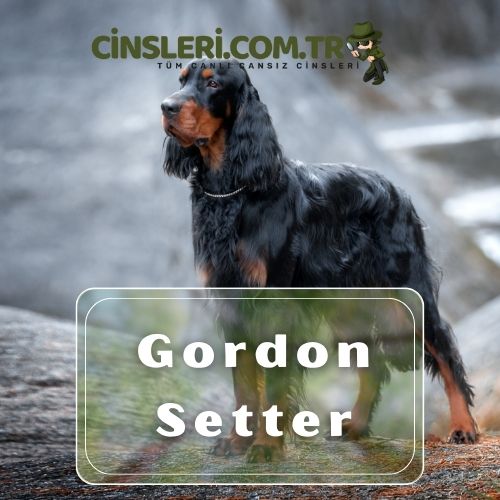 Gordon Setter