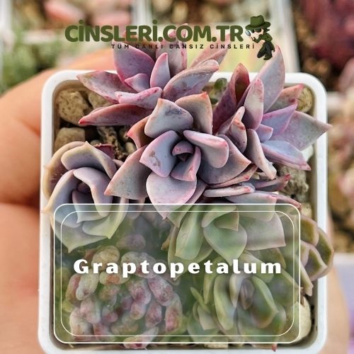 Graptopetalum