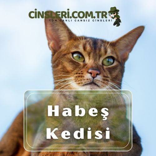 Habeş Kedisi