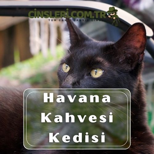 Havana Kahvesi Kedisi