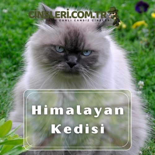 Uslu kedi cinsleri