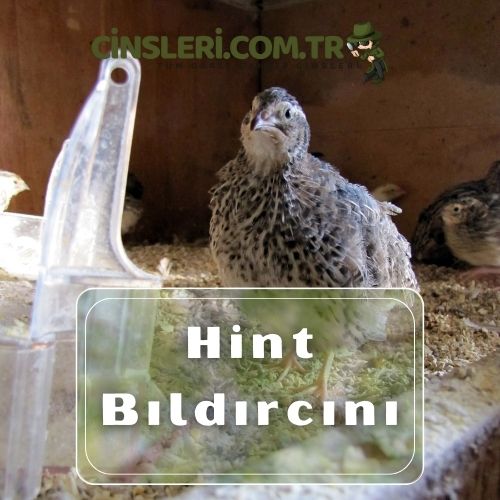 Hint Bıldırcını