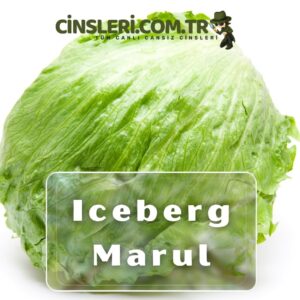 Iceberg Marul