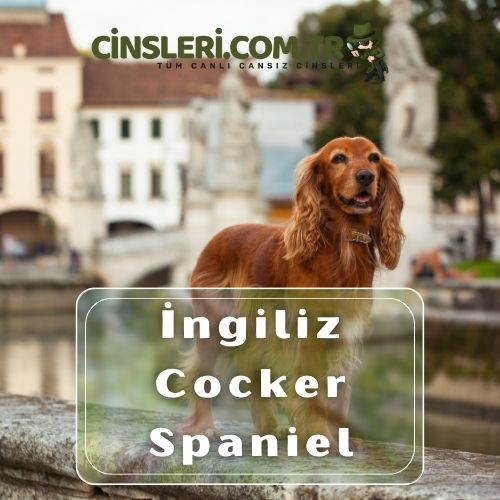 İngiliz Cocker Spaniel