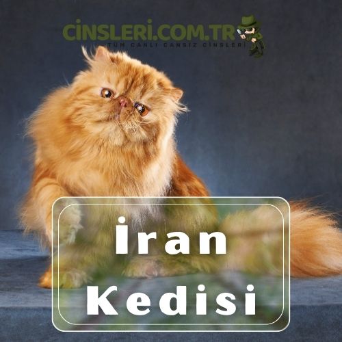 Uslu kedi cinsleri