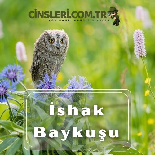 İshak Baykuşu