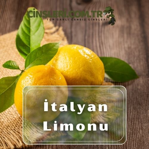 İtalyan Limonu