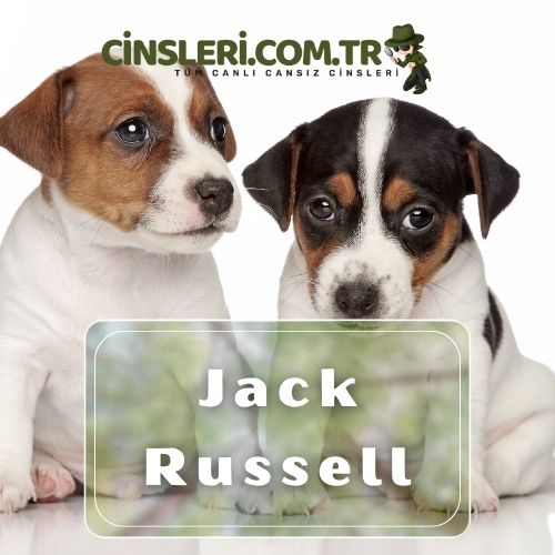 Jack Russell