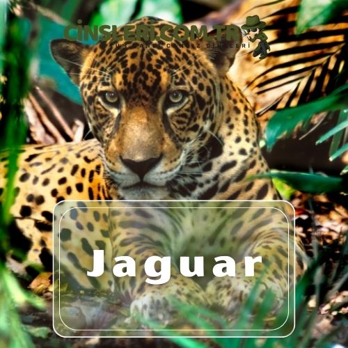 Jaguar