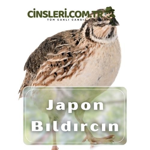 Japon Bıldırcın