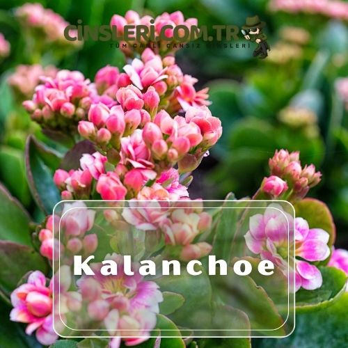 Kalanchoe