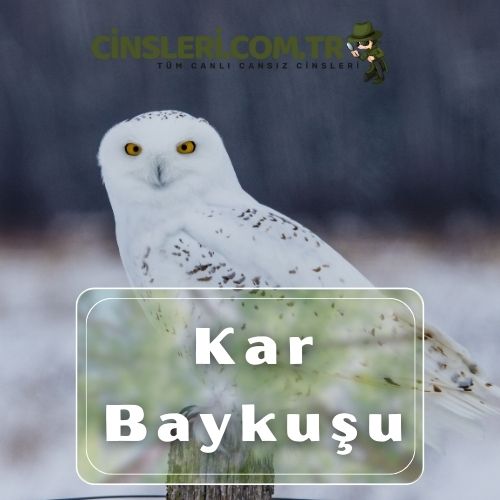 Kar Baykuşu