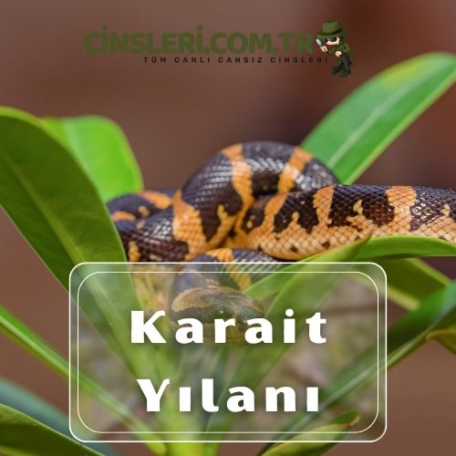 Karait Yılanı