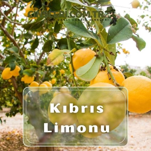 Kıbrıs Limonu