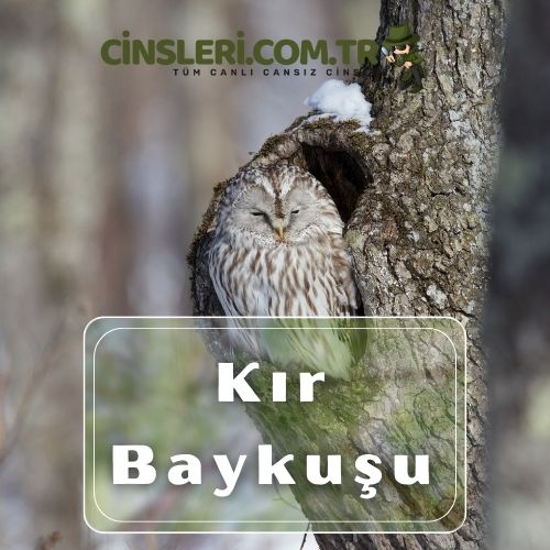 Kır Baykuşu