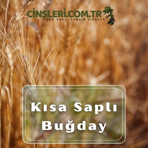 Kısa Saplı Buğday