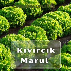 Marul Cinsleri Kıvırcık Marul