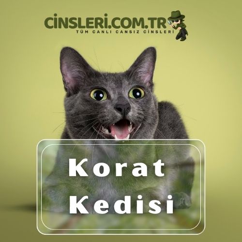 Korat Kedisi