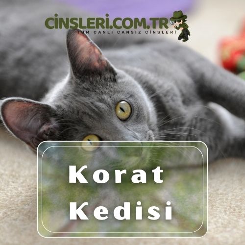 Korat Kedisi