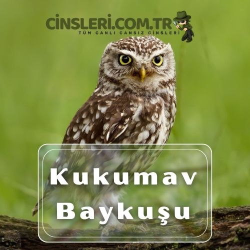 Kukumav Baykuşu