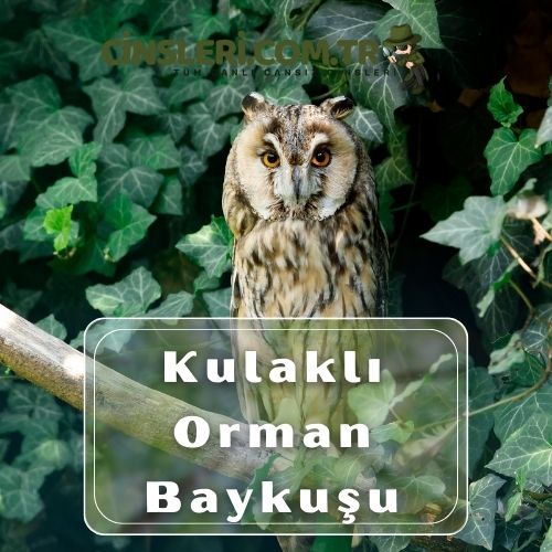 Kulaklı Orman Baykuşu