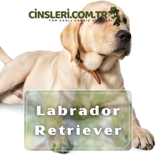 Labrador Retriever