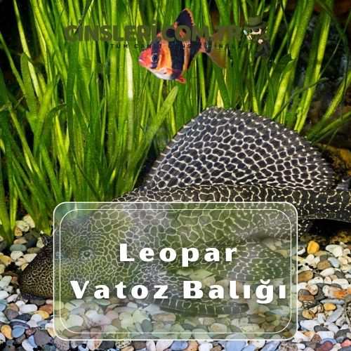 Leopar Vatoz Balığı