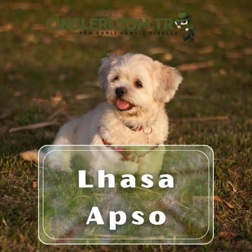 Lhasa Apso