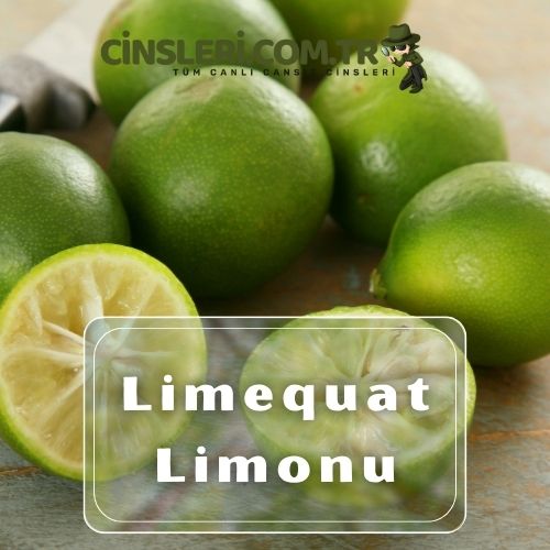 Limequat Limonu