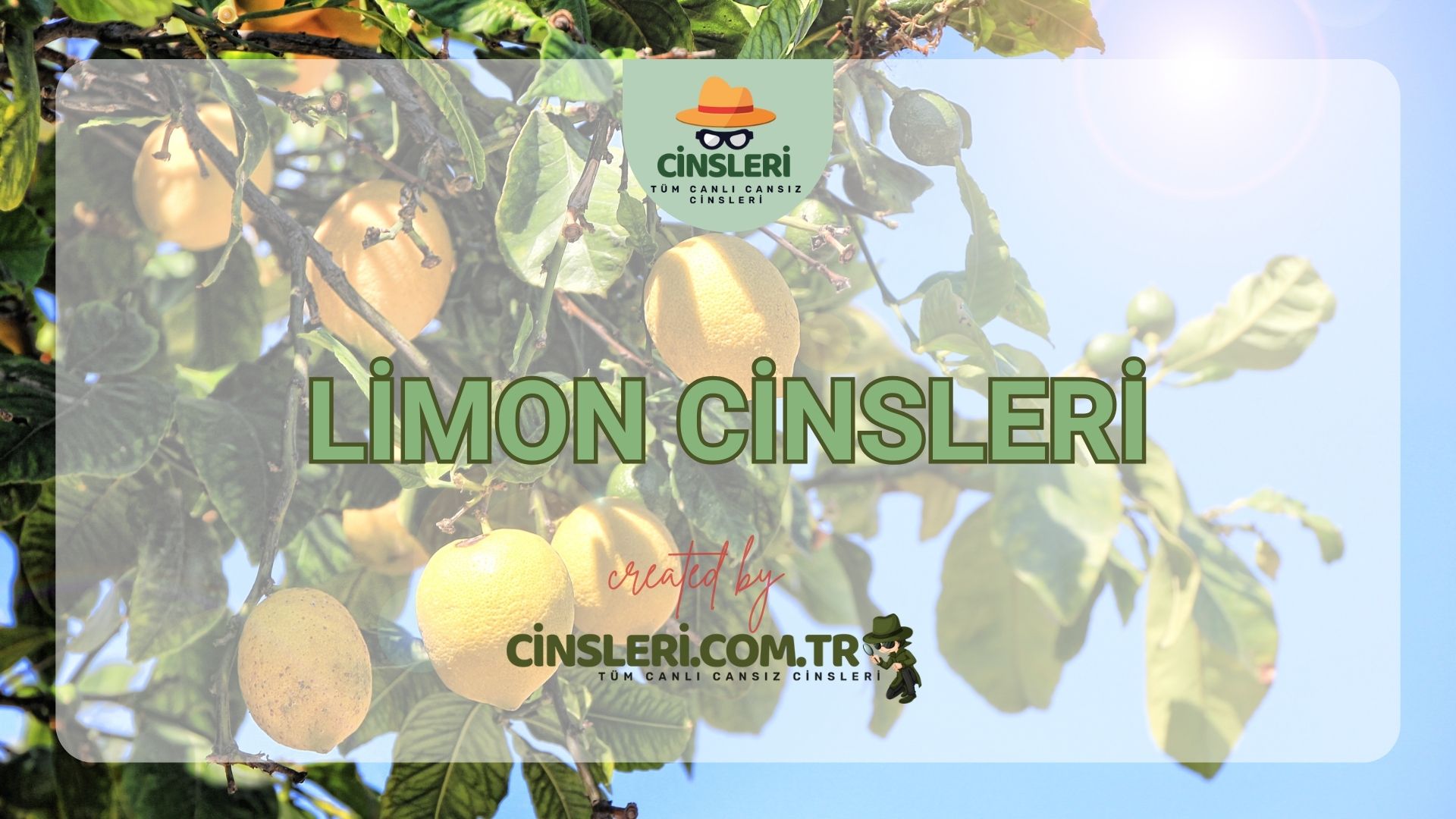 Limon Cinsleri