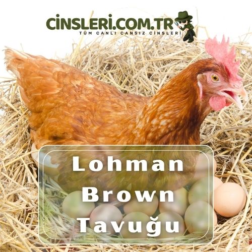 Lohman Brown Tavuğu