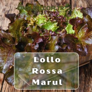 Lollo Rossa Marul