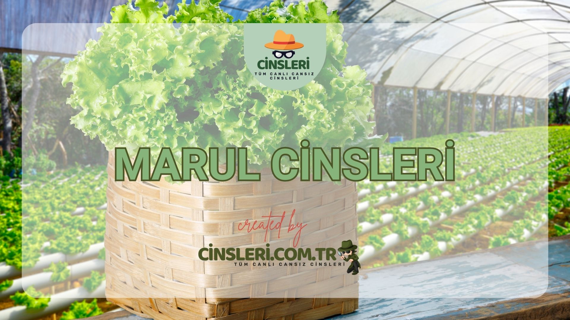 Marul Cinsleri