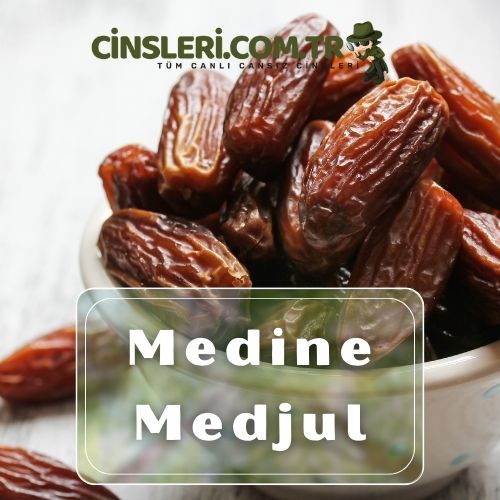 Medine Medjul