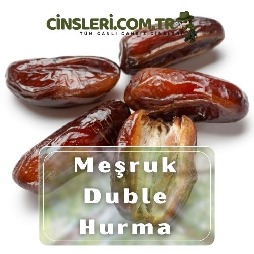 Meşruk Duble Hurma