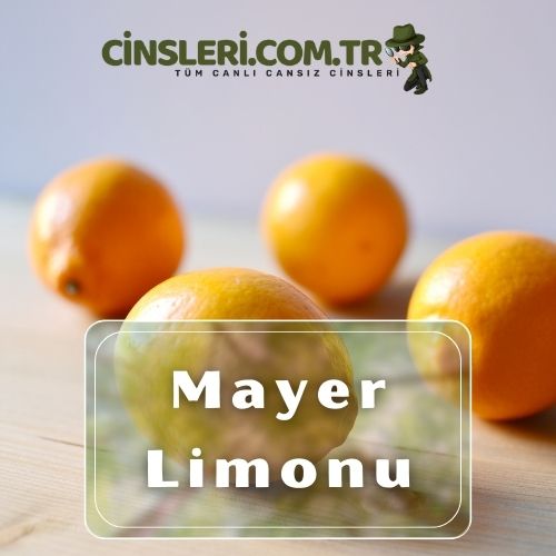 Mayer Limonu