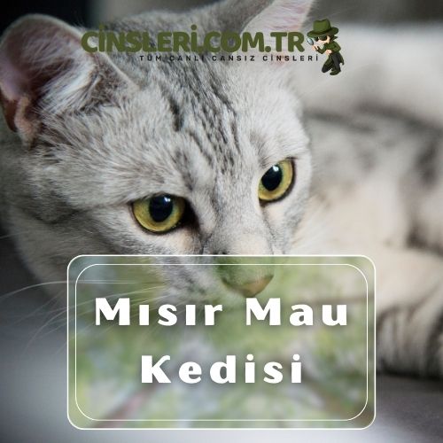 Mısır Mau Kedisi