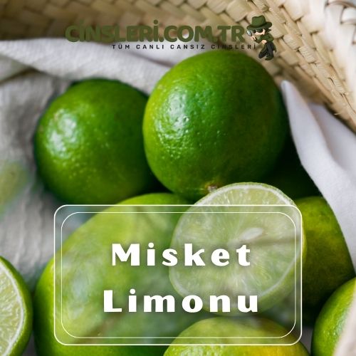 Misket Limonu