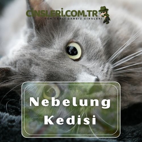 Yeşil gözlü kedi cinsleri