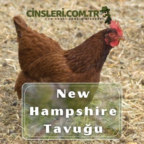 New Hampshire Tavuğu