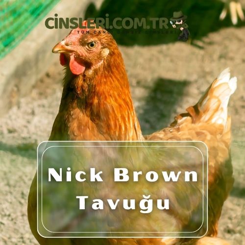 Nick Brown Tavuğu