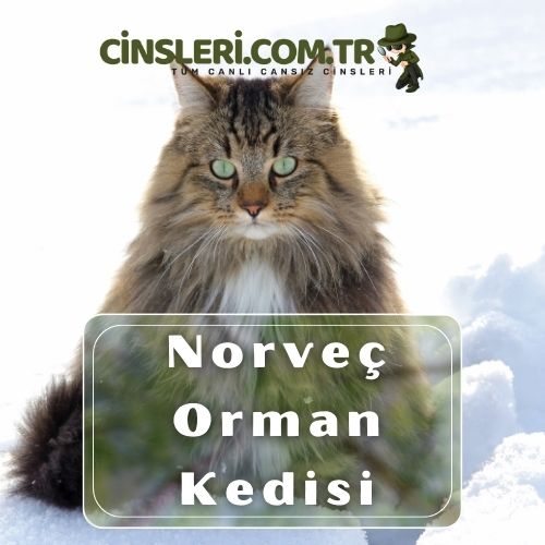 Norveç Orman Kedisi